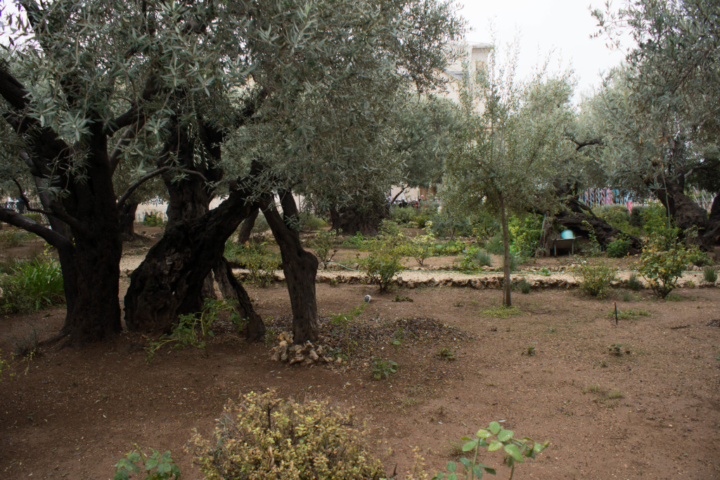 DSC09566Gethsemane, Mount of Olives