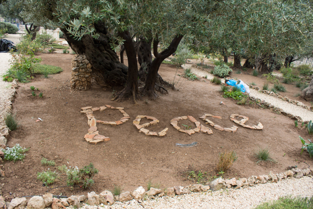 DSC09616Gethsemane, Mount of Olives